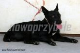 07.08.2013 DRZEWICA SUKA 53719